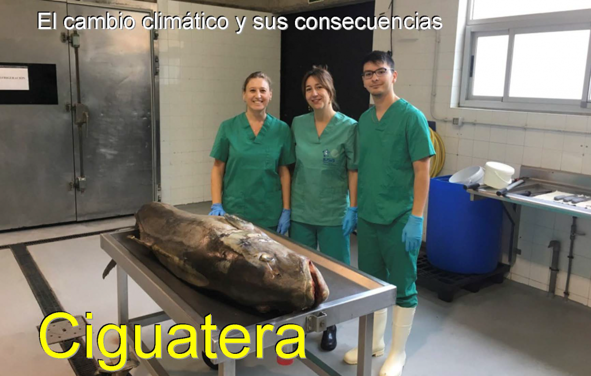 Imagen del artículo, publicado en el número 9 de la revista Okeanos