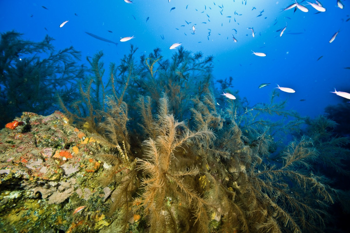 Bosque de coral negro de Lanzarote