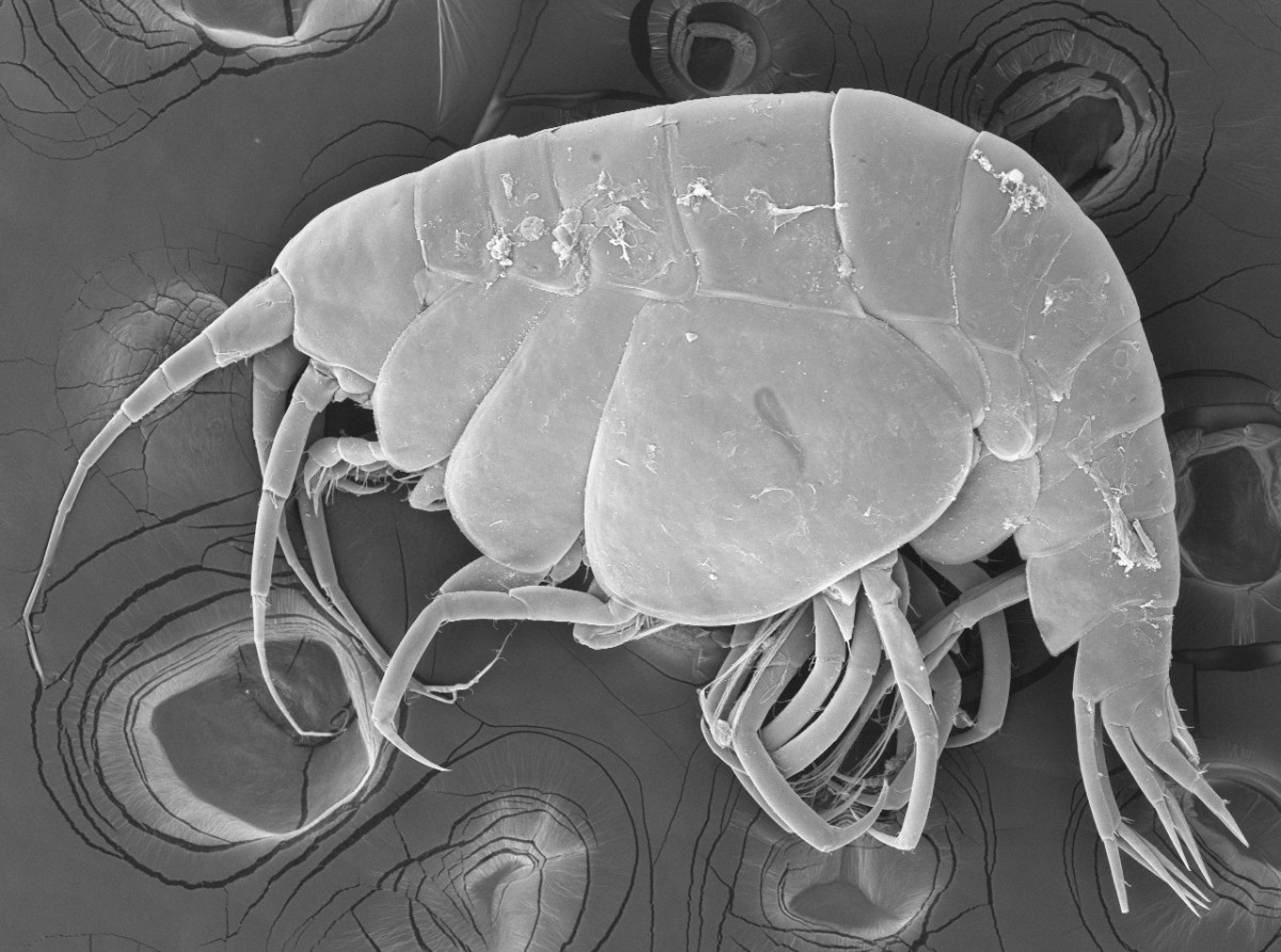 Fotografía mediante microscopia electrónica del nuevo género y especie descrita de anfípodo: Wollastenothoe minuta. Autor: Sandra Navarro Mayoral