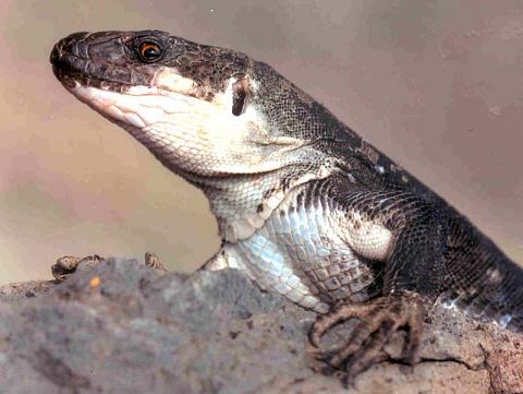 Un ejemplar de lagarto gigante de La Gomera