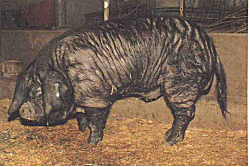Cochino negro canario