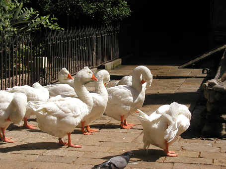 Las conclusiones del trabajo señalan que la mera presencia de las aves no puede considerarse un riesgo sanitario