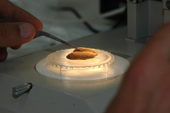 Investigadores