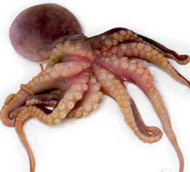 Imagen sin relación con la investigación de un ejemplar de pulpo