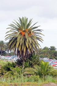 Imagen del palmeral ubicado en el Campus de Tafira