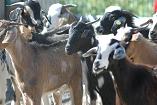 Imagen de archivo de ganado caprino en la Facutad de Veterinaria de la ULPGC