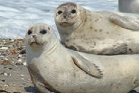 focas