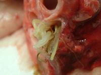 Detalle de la dirofiliarosis o gusano del corazón. Foto cedida por el investigador José Alberto Montoya