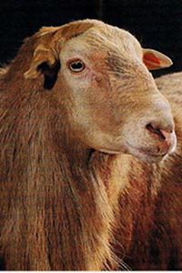 Imagen de una oveja de raza Canaria de Pelo