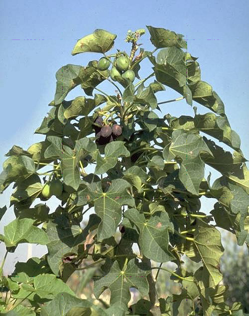 Jatropha curcas, planta muy habitual en América del Sur