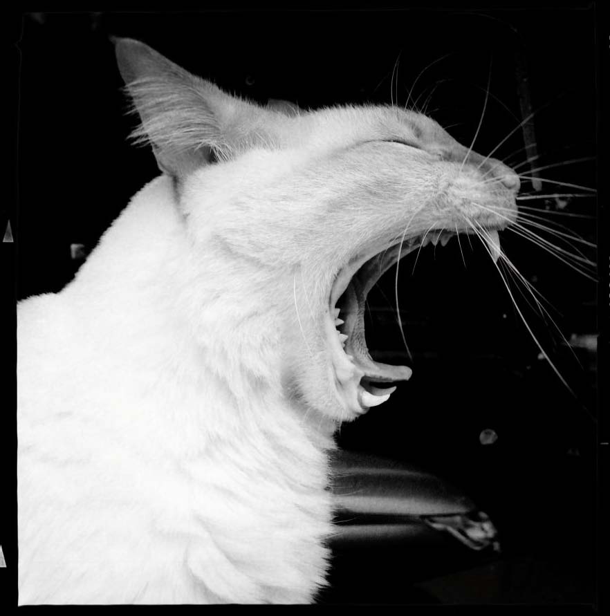 “Foto 01”, 2013. iPhoneografía