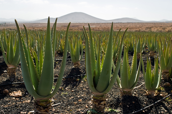 Plantación de aloe vera canario