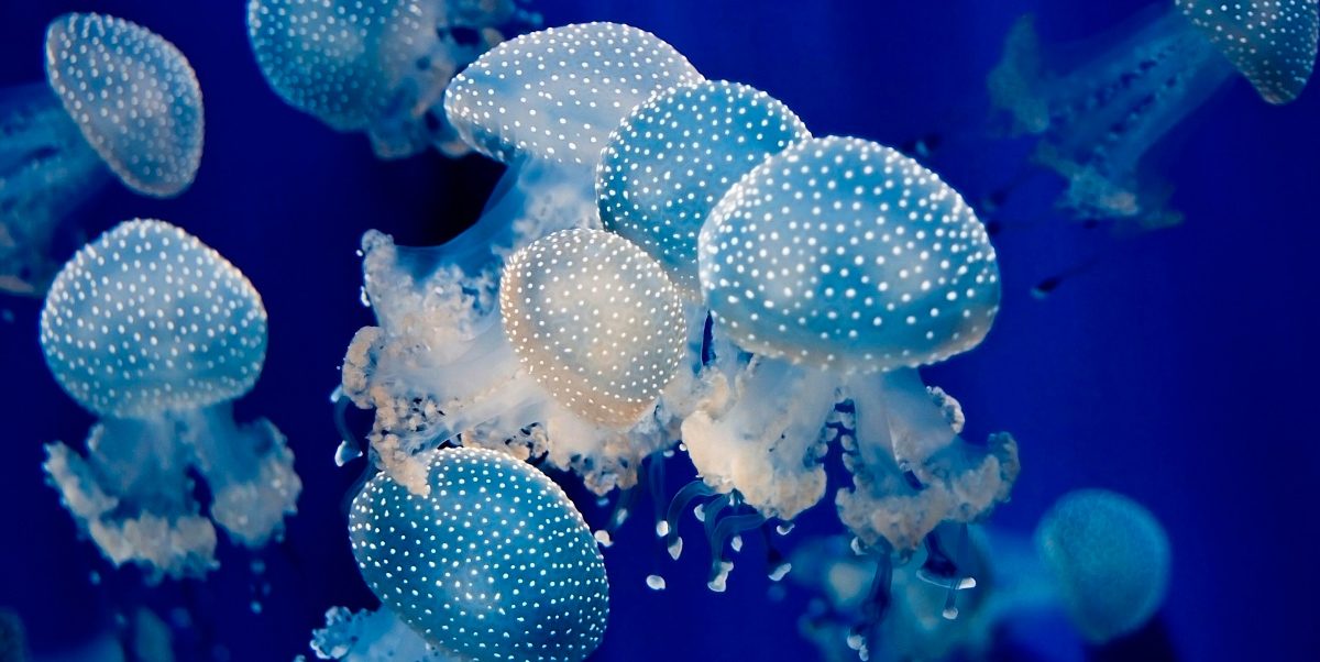 Foto de medusas sin relación con la investigación