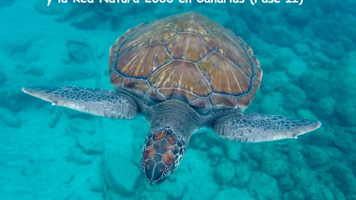 Imagen de tortuga verde