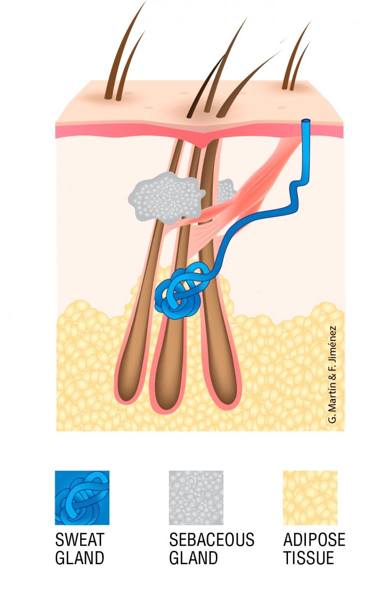 Imagen incluida en el artículo de investigación