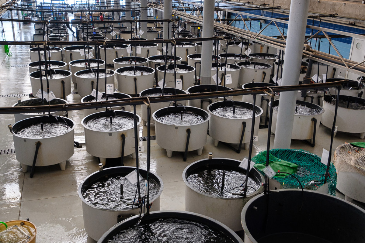 Tanques Ecoaqua