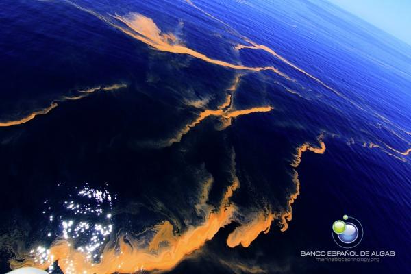 Imagen de la 'marea roja' localizada al sur de Gran Canaria