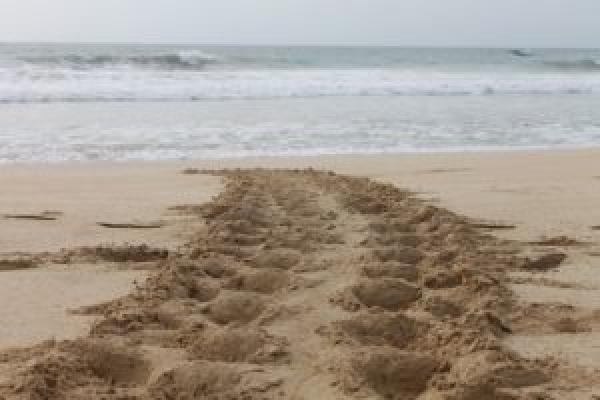 Rastro dejado por una tortuga sobre la arena. Imagen: Cabildo de Fuerteventura