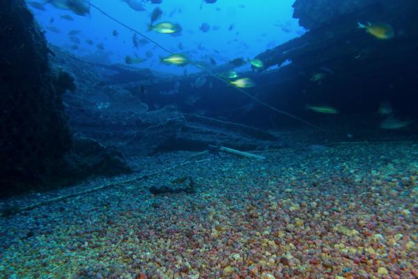 Fondo de rodolitos en aguas canarias