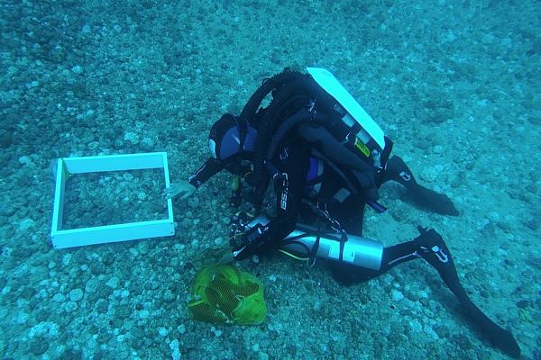 Trabajo submarino realizado por los investigadores de la ULPGC