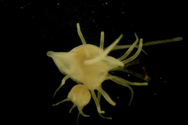 Pólipo con Bud. Reproducción asexual de los pólipos de la medusa Aurelia aurita, donde se observa la formación de un nuevo pólipo del plano corporal parental. Este tipo de reproducción se observó durante las condiciones de ola de calor marina. Autor: Nathan Hubot