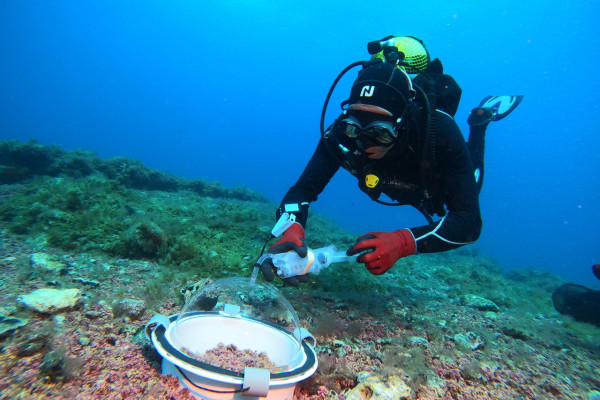 Buceador realizando experimentos in situ en el área de Arguineguín en el sur de Gran Canaria