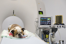 experimentacion animal